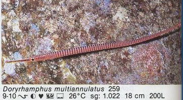 Doryrhampus multiannulatus